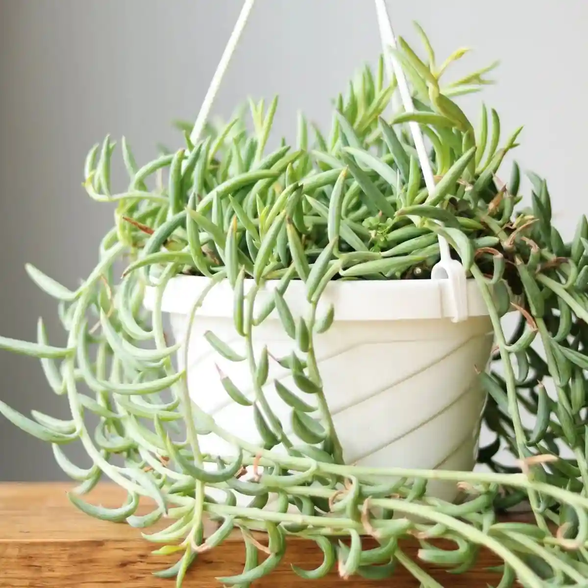 Fishhook Plant